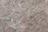 Ordovician Trilobite Mortality Plate (Pos/Neg) - Morocco #218663-5